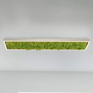 JUST LIGHT. GmbH Зелена LED лампа за таван Knut с истински мъх, Затъмняване, Зелен, Дневна/трапезария, Модерен