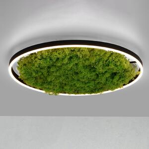 JUST LIGHT. GmbH Светодиодна лампа за таван Green Ritus, мъх с възможност димиране Ø58,5cm, Затъмняване, Зелен, Дневна/трапезария, Модерен
