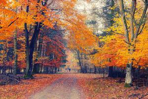 Флизелинов фототапет пътека през есенния парк 375 x 250 см