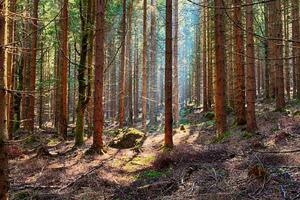 Флизелинов фототапет смърчова гора 375 x 250 см