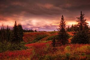 Флизелинов фототапет аляскински секвои 375 x 250 см