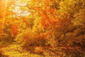 Флизелинов фототапет есенни кленови дървета 375 x 250 см