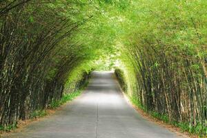 Флизелинов фототапет бамбукова пътека 375 x 250 см