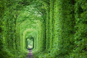 Флизелинов фототапет зелен тунел 375 x 250 см