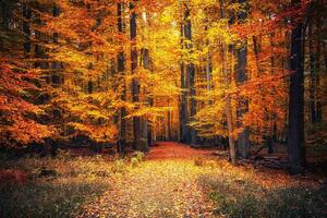 Флизелинов фототапет пътека в есенния парк 375 x 250 см
