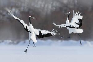 Флизелинов фототапет двойка танцуващи жерави 375 x 250 см