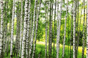 Флизелинов фототапет брезова гора 375 x 250 см