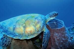 Флизелинов фототапет морска костенурка 375 x 250 см