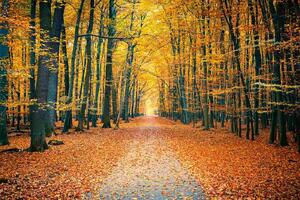 Флизелинов фототапет цветен есенен парк 375 x 250 см