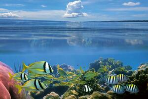 Флизелинов фототапет подводно 375 x 250 см