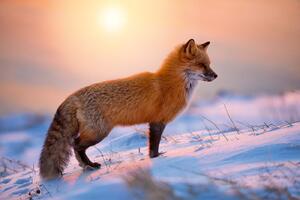 Флизелинов фототапет лисица в снега 375 x 250 см