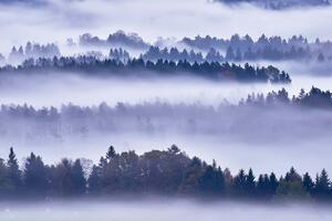 Флизелинов фототапет мъгла и дървета 375 x 250 см
