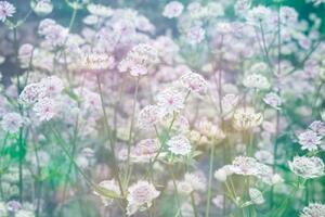 Флизелинов фототапет поляна с цветя 375 x 250 см