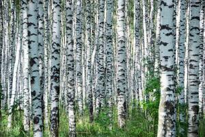 Флизелинов фототапет летен ден в брезова горичка 375 x 250 см