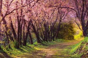 Флизелинов фототапет розова сакура 375 x 250 см