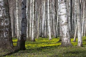 Флизелинов фототапет брезова горичка v. 375 x 250 см
