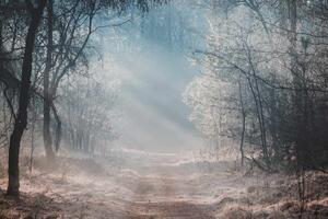 Флизелинов фототапет сутрешна мъгла в гората 375 x 250 см