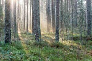 Флизелинов фототапет мъглива сутрин 375 x 250 см