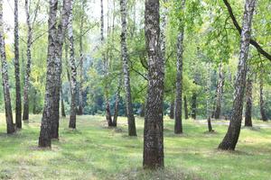 Флизелинов фототапет брезова горичка vi. 375 x 250 см
