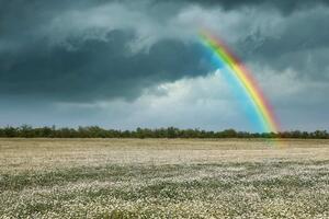 Флизелинов фототапет дъга над поле с лайка 375 x 250 см