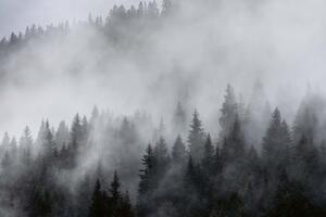 Флизелинов фототапет мъгла 375 x 250 см