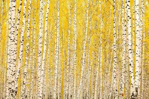 Флизелинов фототапет жълта бреза 375 x 250 см