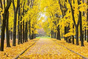 Флизелинов фототапет есенен парк 375 x 250 см