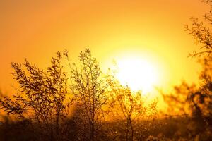 Флизелинов фототапет дърво при изгрев слънце 375 x 250 см