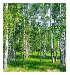 Флизелинов фототапет брезова горичка 225 x 250 см