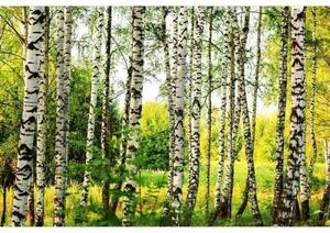 Флизелинов фототапет брезова гора 375 x 250 см