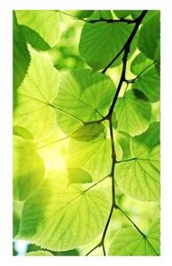 Флизелинов фототапет зелени листа 150 x 250 см