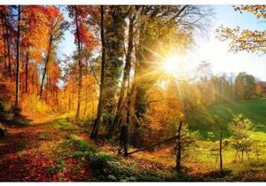 Флизелинов фототапет разходка в гората 375 x 250 см