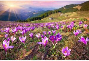 Флизелинов фототапет минзухари през пролетта 375 x 250 см