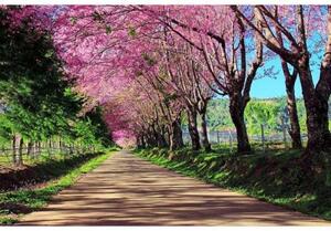 Флизелинов фототапет цъфтяща алея 375 x 250 см