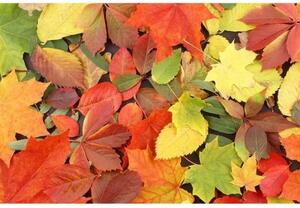 Флизелинов фототапет многоцветни листа 375 x 250 см