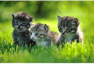 Флизелинов фототапет котенца 375 x 250 см