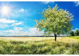 Флизелинов фототапет дърво на поляна 375 x 250 см