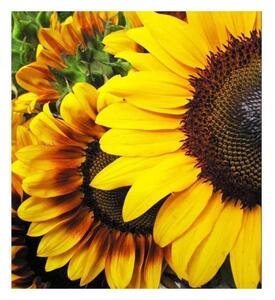 Флизелинов фототапет слънчогледи 225 x 250 см
