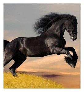 Флизелинов фототапет черен кон 225 x 250 см