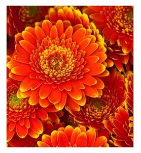 Флизелинов фототапет гербери 225 x 250 см