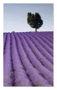 Флизелинов фототапет лавандулово поле 150 x 250 см