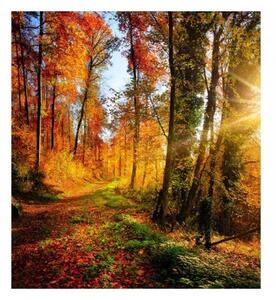 Флизелинов фототапет разходка в гората 225 x 250 см