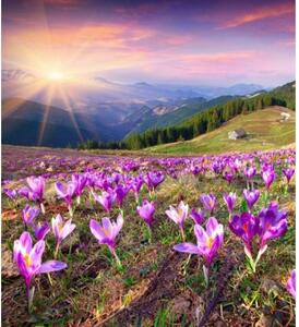 Флизелинов фототапет минзухари през пролетта 225 x 250 см