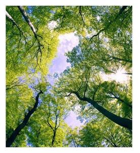 Флизелинов фототапет дървета в облаците 225 x 250 см