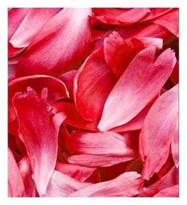 Флизелинов фототапет червени венчелистчета 225 x 250 см