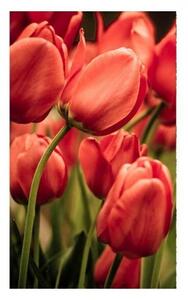 Флизелинов фототапет червени лалета 150 x 250 см