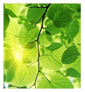 Флизелинов фототапет зелени листа 225 x 250 см