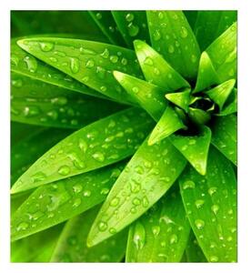 Флизелинов фототапет пресни листа 225 x 250 см