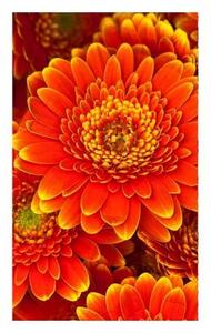 Флизелинов фототапет гербери 150 x 250 см