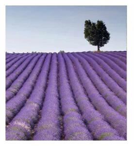 Флизелинов фототапет лавандулови полета 225 x 250 см